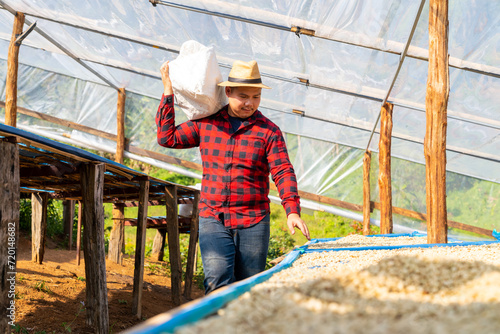 Asian man farmer drying raw coffee beans in the sun at coffee plantation in Chiang Mai, Thailand. Farm worker harvesting and process organic arabica coffee bean in greenhouse on the mountain. photo
