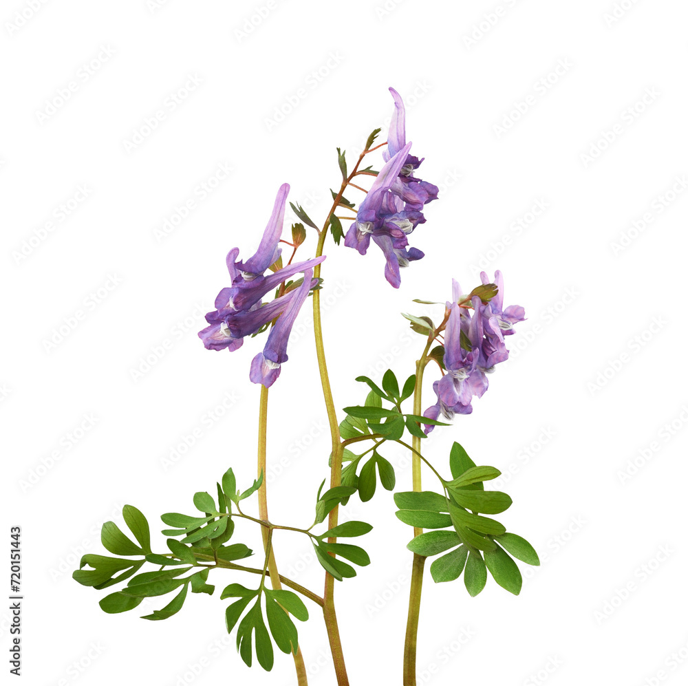 Fototapeta premium Purple flowers and green leaves of Corydalis solida in a floral arrangement isolated on white or transparent background