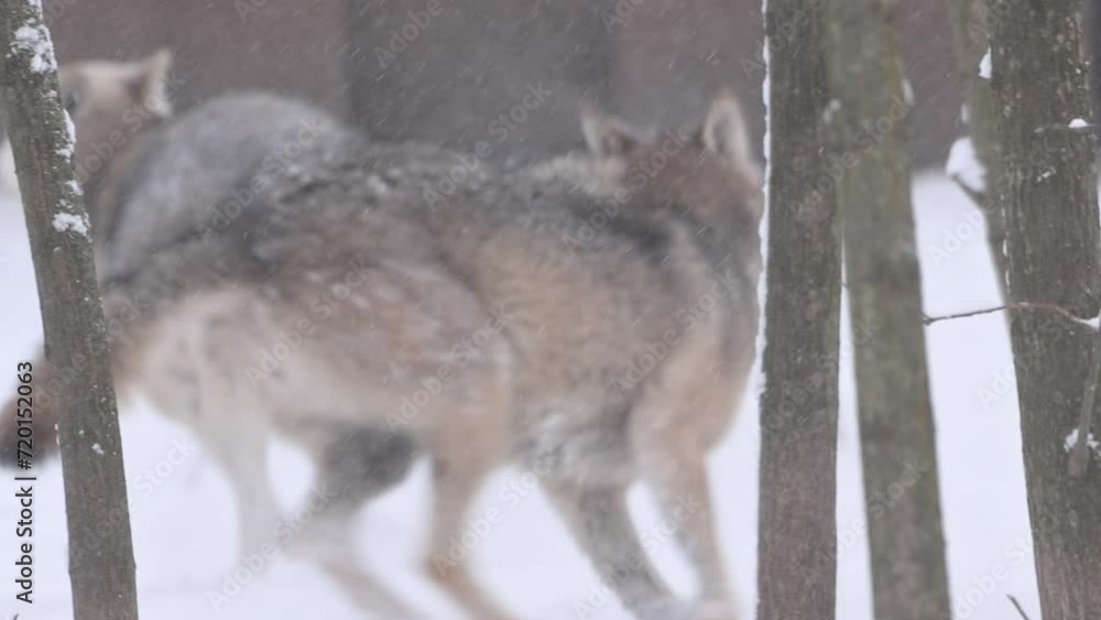 Two gray wolfs Running Playfully in the Snow forest bound through the snowy landscape. 4k super slow motion cinematic raw video Two gray wolfs Running Playfully in the Snow forest bound through the snowy landscape. 4k super slow motion cinematic raw video