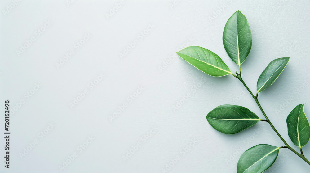 Single Green Leaf on White Background with Copy Space for Eco-Friendly Concepts Single Green Leaf on White Background with Copy Space for Eco-Friendly Concepts