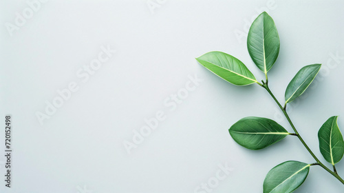 Single Green Leaf on White Background with Copy Space for Eco-Friendly Concepts