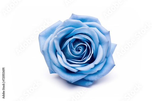rose flower blue bud, top view, close-up, isolated on white background