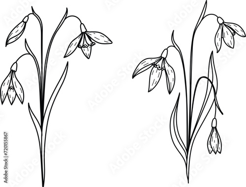 Hand drawn snow drop flower, January birth month flower for tattoo, t sihrt design, logo, wedding card deisng element. Vector illustration.
