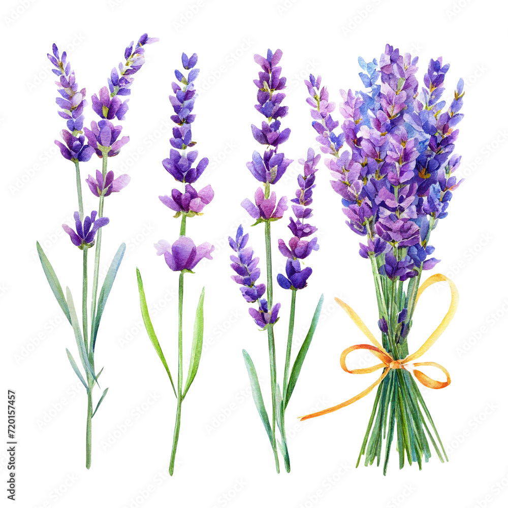 Watercolor bouquet of  lavender flowers isolated on a white background. The trendy elegant design for wedding invitation, poster, greeting cards. Hand drawing floral illustration