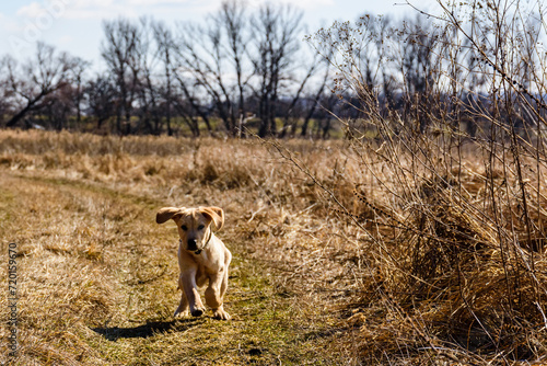 Cute young labrador retriever dog running at the meadow on early spring