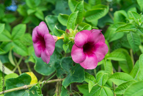 Purple flowers in a grassy field, close-up of Allamanda flowers