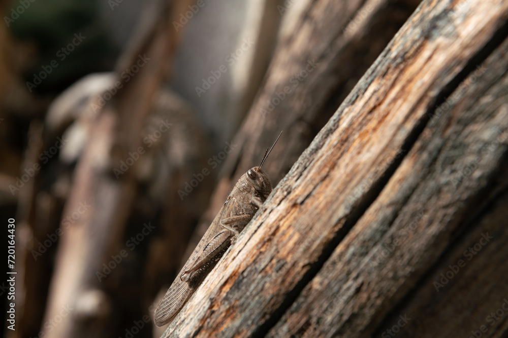 grasshopper in autumn, perfectly camouflaged with the trunk. voracious with vegetation, they cause damage to agriculture, but locusts and crickets are a source of food for many birds and animals. grasshopper in autumn, perfectly camouflaged with the trunk. voracious with vegetation, they cause damage to agriculture, but locusts and crickets are a source of food for many birds and animals.