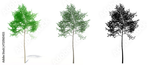 Set or collection of Green Ash trees, painted, natural and as a black silhouette on white background. Concept or conceptual 3d illustration for nature, ecology and conservation, strength, beauty