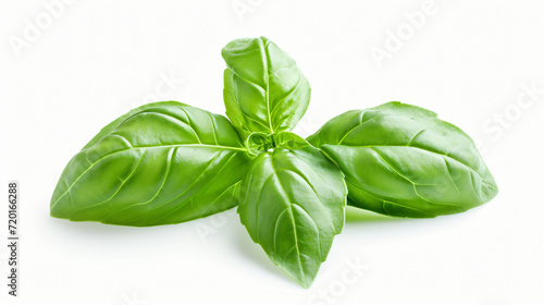 Green fresh basil leaf