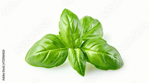 Green fresh basil leaf