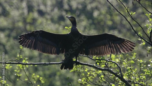 cormorant in a tree in spring