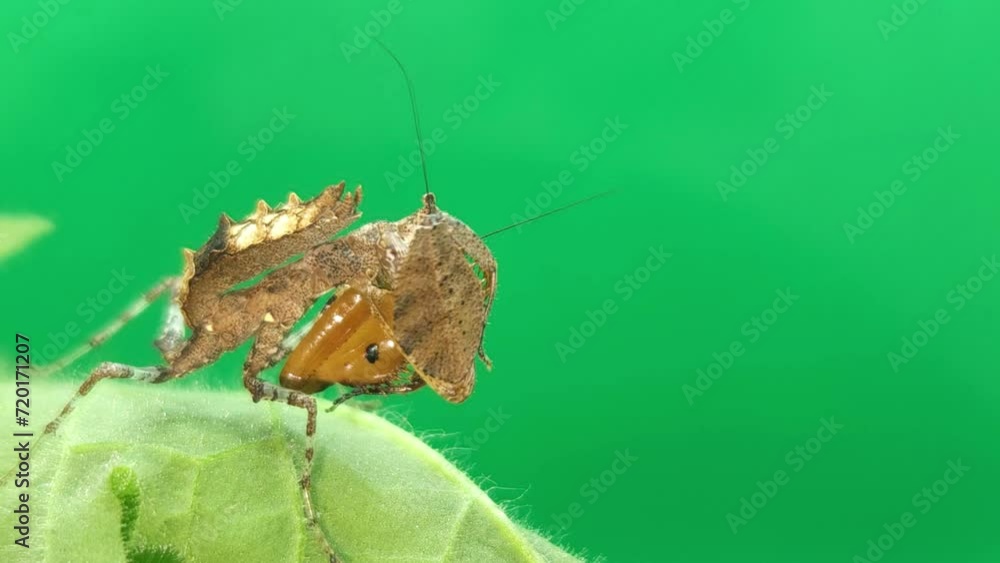 Green Screen Indian camouflage mantis (praying mantis), HD Green Screen Indian camouflage mantis (praying mantis), HD