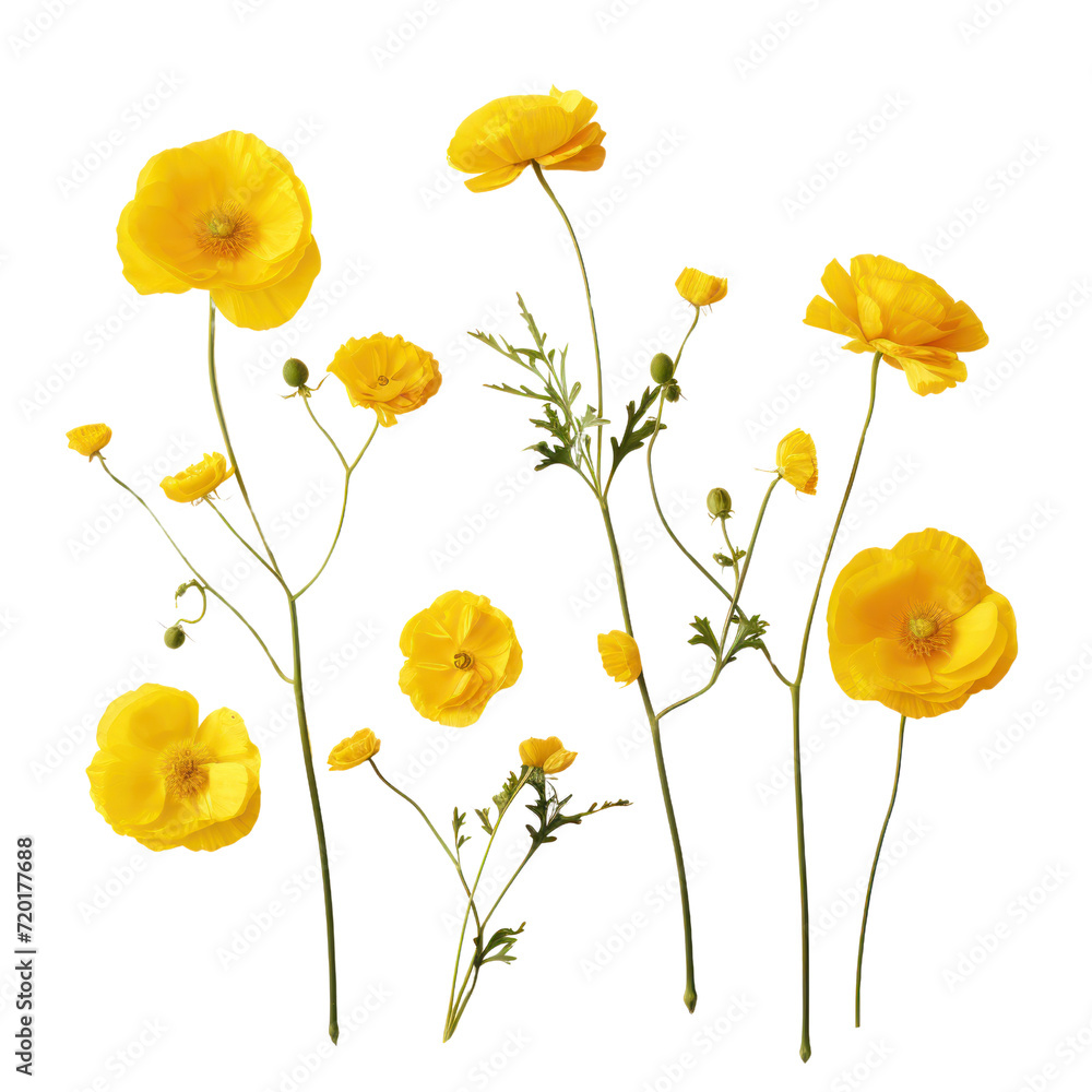 Obraz premium White anemone flowers isolated on transparent background
