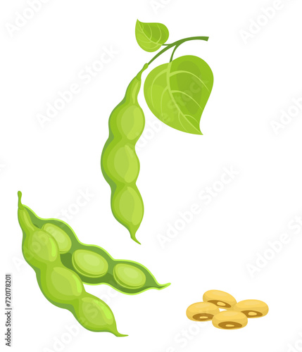 Raw Soya set. Detailed vector illustration of soybeans, pods, leaves. Healthy food, organic veggies, harvest. For packing and emblem farmer market design. Isolated cartoon vector set illustration.