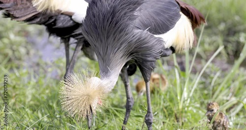 Grey-crowned Crane foraging for worms for its chicks