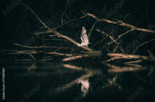 une aigrette prenant son envol dans la nature sauvage. oiseau photo