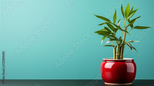 Lucky Bamboo Plant, a symbol of prosperity and positive energy, graces spaces with its elegant greenery, bringing good fortune and natural beauty to any setting photo