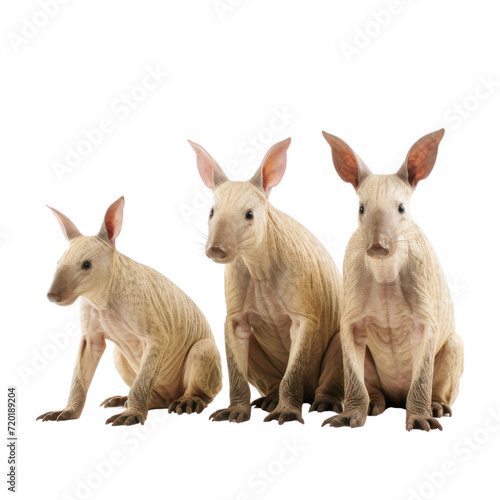 Aardvark on transparent background © posterpalette