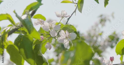 Blooming Branch Of Apple Tree