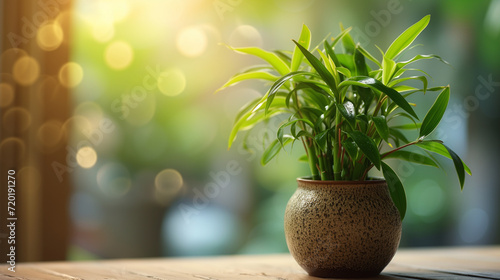 Lucky bamboo  a symbol of good fortune and positive energy  graces spaces with its elegant greenery  bringing both beauty and auspicious blessings to any environment