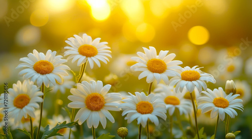 Peaceful white Angelita daisies glowing in the soft sunlight with bokeh effect, AI generated