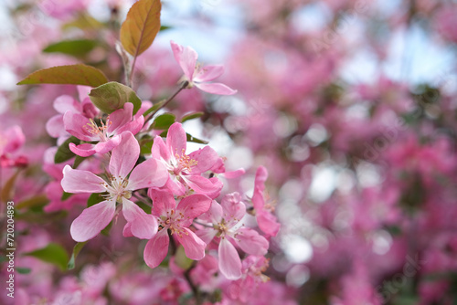 Branch of blooming apple tree on background of blooming garden. Spring background with bokeh effect, blur, soft focus. Concept March 8, May holidays.