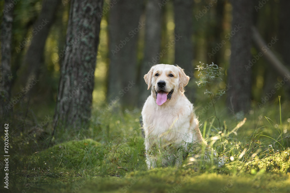 happy golden retriever dog posing in the forest