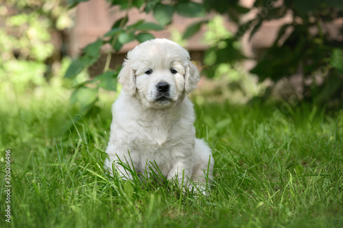 golden retriever puppy sitting outdoors in summer