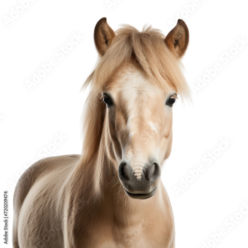 palamino horse on transparent background photo