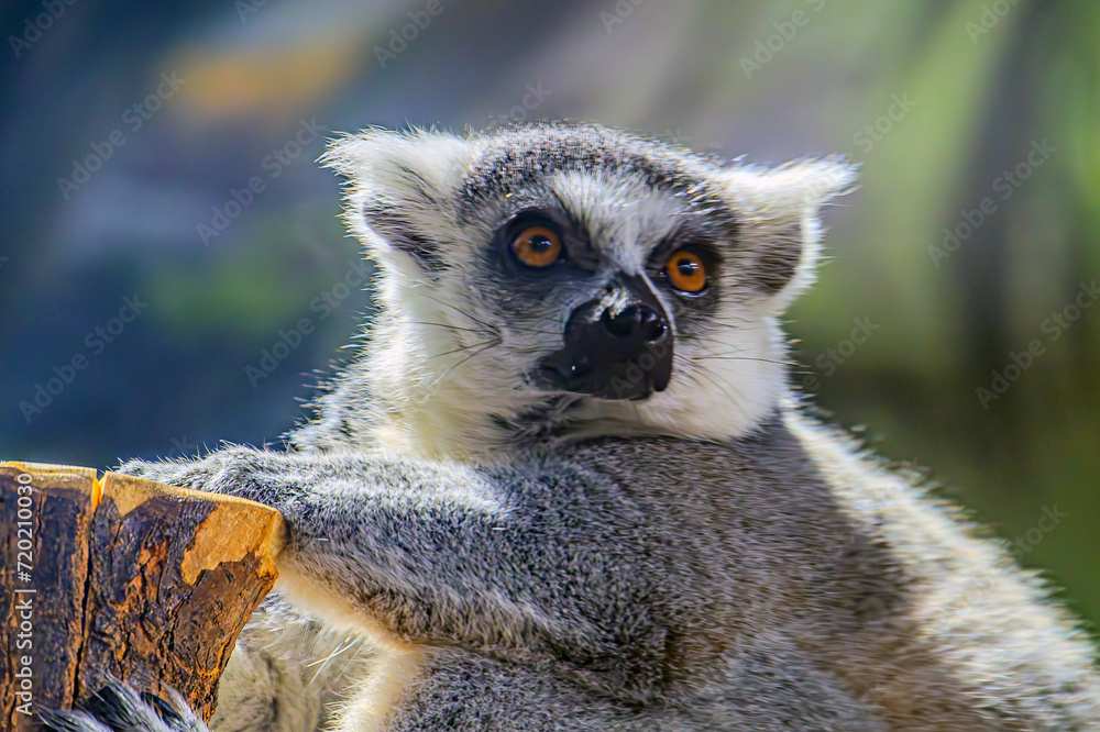 Obraz premium Single Lemur staring directly at camera