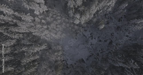 Ungraded 4k aerial drone footage flying over snow covered evergreen and deciduous trees in Gifford Pinchot National Forest in Washington State. photo