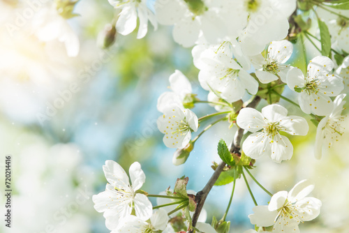 Blooming white apple or cherry blossom on background of blue sky. Happy Passover background. Spring Easter background. World environment day. Easter, Birthday, womens day holiday. Top view. Mock up. © kasia2003