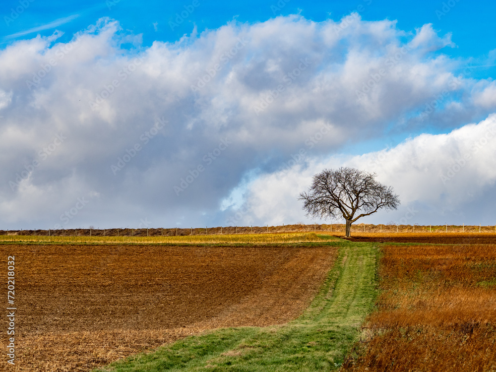 Kahle Bäume im Feld zur Winterzeit