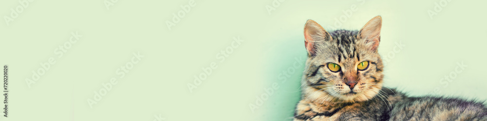 Siberian cat lying against a light green background. Horizontal banner Siberian cat lying against a light green background. Horizontal banner