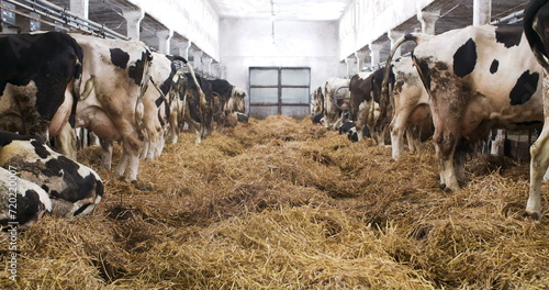 Modern farm barn with milking cows eating hay, Cows feeding on dairy farm