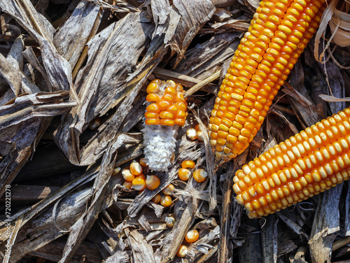 Top view of Dried corn cobs on on dry corn leaves after harvest