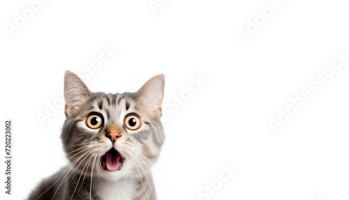 Surprised gray cat portrait on a white background. Free space for product placement or advertising text.
