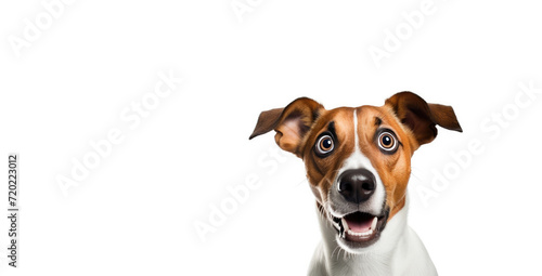 Surprised Jack Russell Terrier dog portrait on a white background. Free space for product placement or advertising text. © OleksandrZastrozhnov