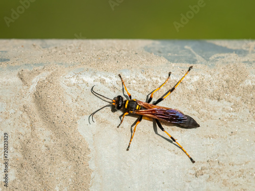 Closeup of a big mud dauber wasp
