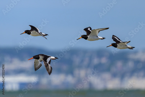 A group of Eurasian Oystercatchers flying over the beach