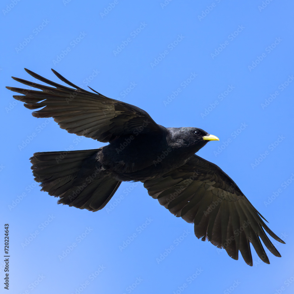 Obraz premium Alpine Chough flying on a sunny day blue sky
