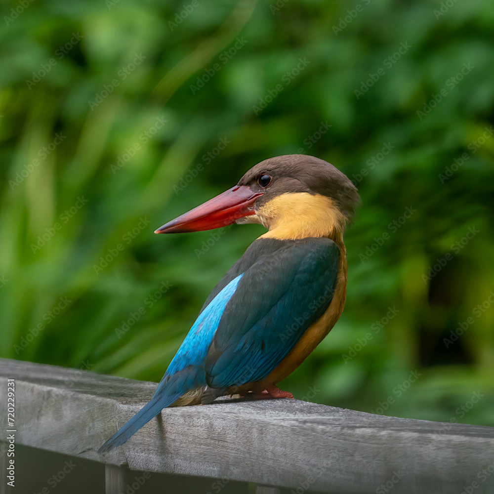 Obraz premium Close up image of Stork-billed kingfisher perching on the wooden bridge.