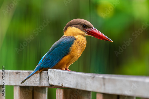 Close up image of Stork-billed kingfisher perching on the wooden bridge.