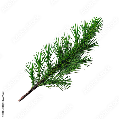 branch of a pine on white background