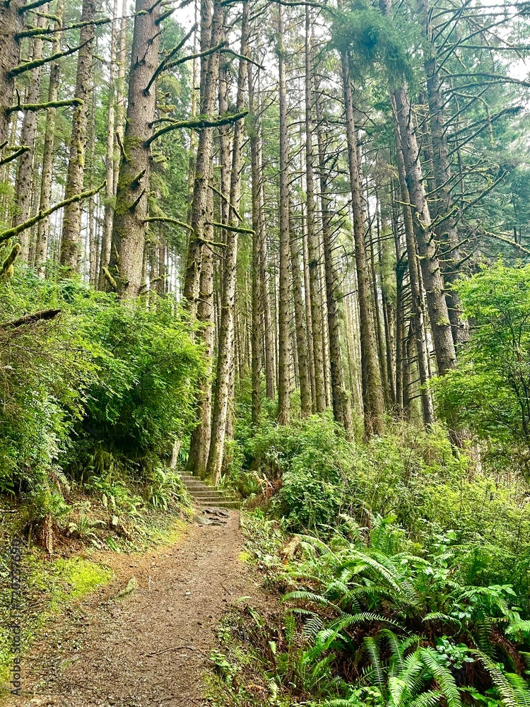 Obraz premium footpath in the woods