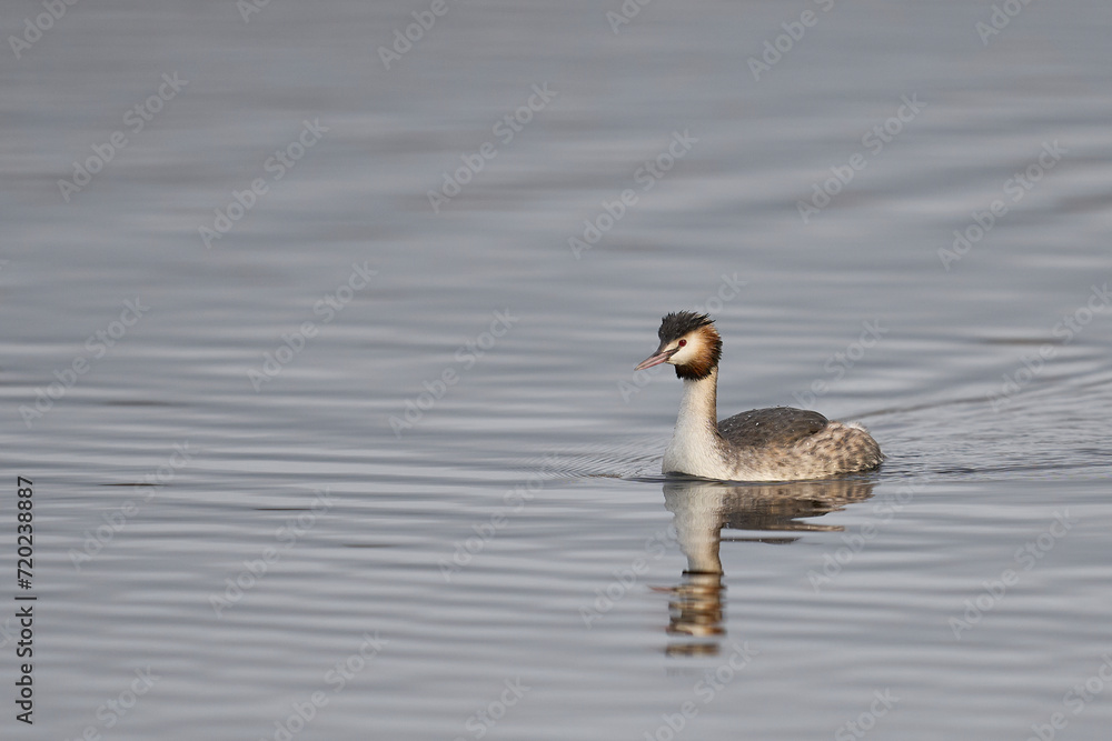 Great Crested Grebe (Podiceps cristatus) on a lake at Westhay Moor on the Somerset Levels in Somerset, United Kingdom. Great Crested Grebe (Podiceps cristatus) on a lake at Westhay Moor on the Somerset Levels in Somerset, United Kingdom.