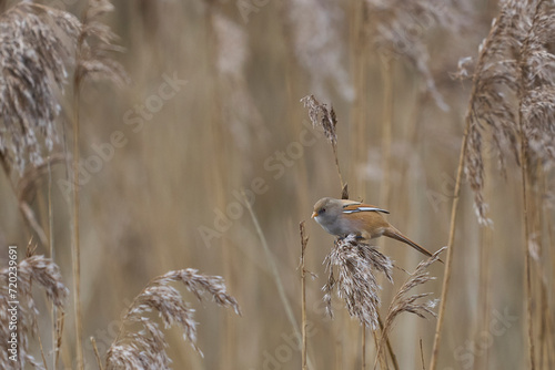 Female Bearded Tit (Panurus biarmicus) feeding on seeds in a reedbed at Westhay Moor nature reserve on the Somerset Levels in the United Kingdom photo