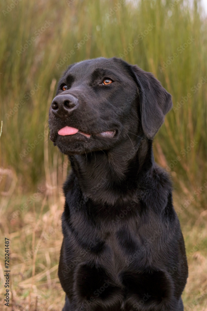 Beautiful black Labrador Retriever sticking out its tongue. Beautiful black Labrador Retriever sticking out its tongue.