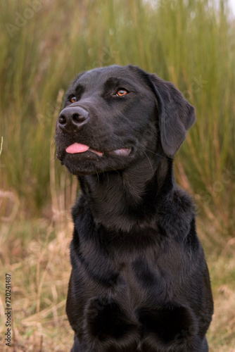 Beautiful black Labrador Retriever sticking out its tongue.