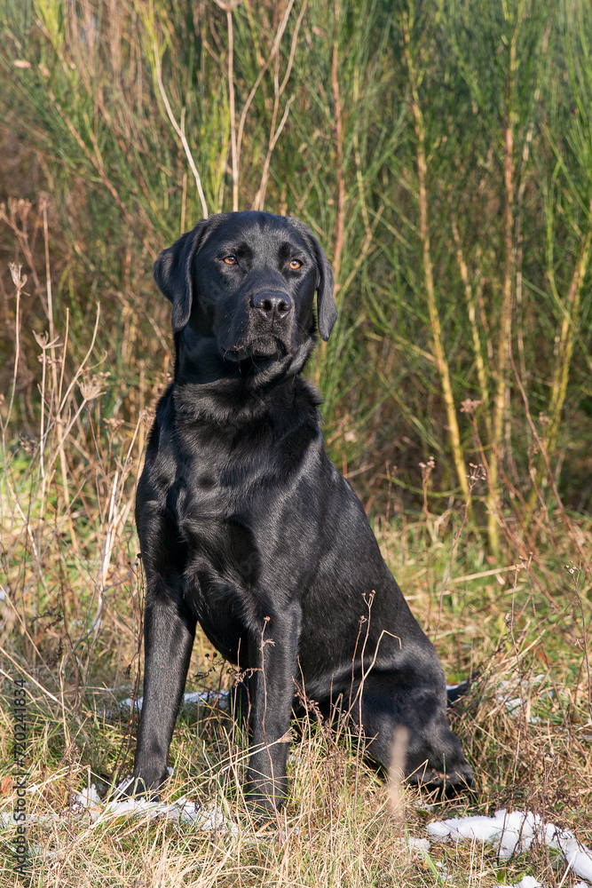 Black Labrador Retriever, 14 months old, posing. Black Labrador Retriever, 14 months old, posing.